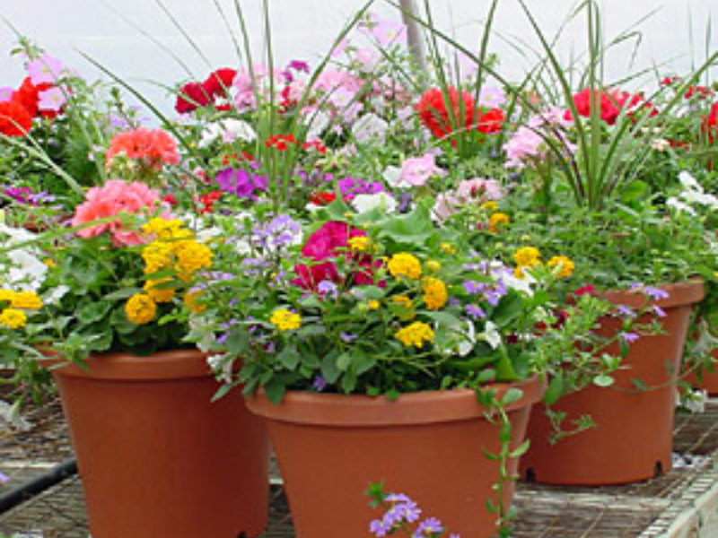 Mountain View Farm Greenhouses